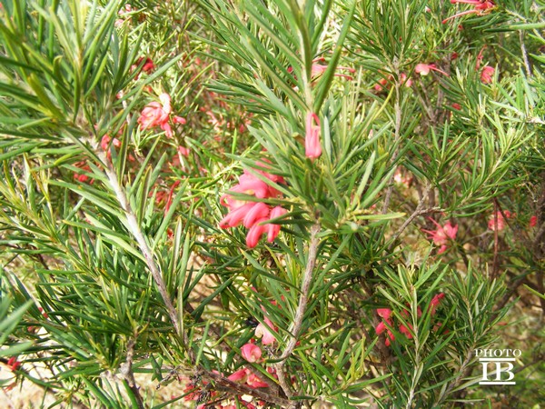 Grevillea sp.